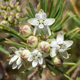 pineleaf-milkweed-flowers pineleaf milkweed flowers