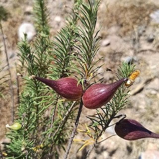 pineleaf milkweed seed pods