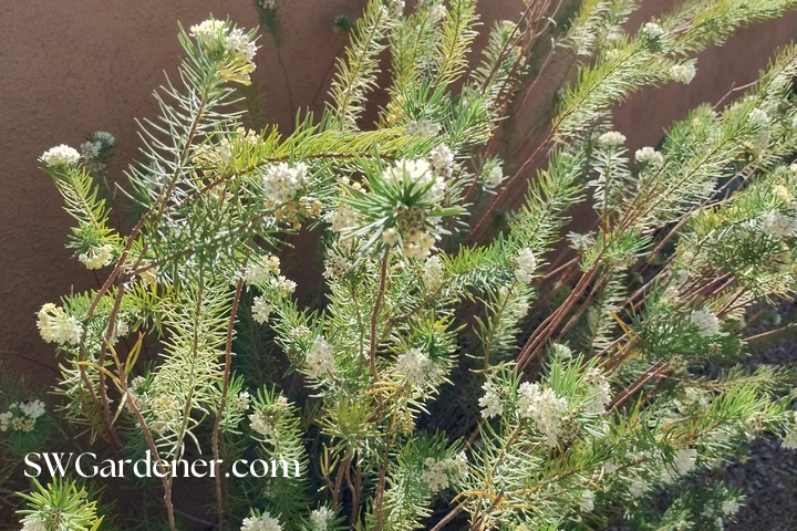 pineleaf milkweed