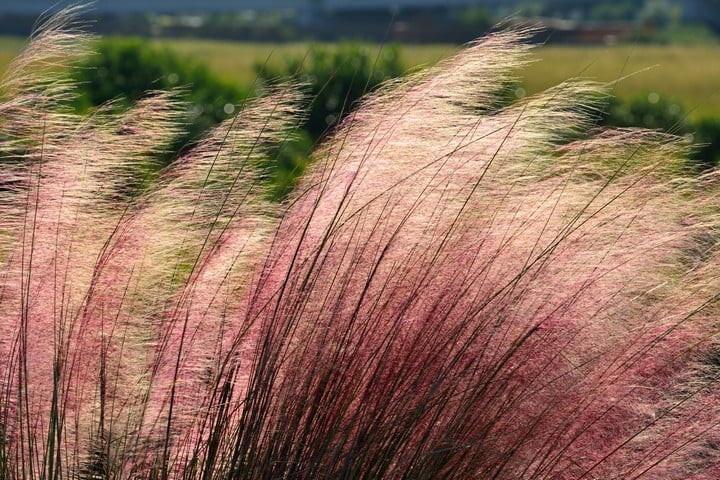 pink-flamingo-muhly-grass pink flamingo muhly grass