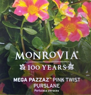 purslane-plant-label monrovia purslane plant label
