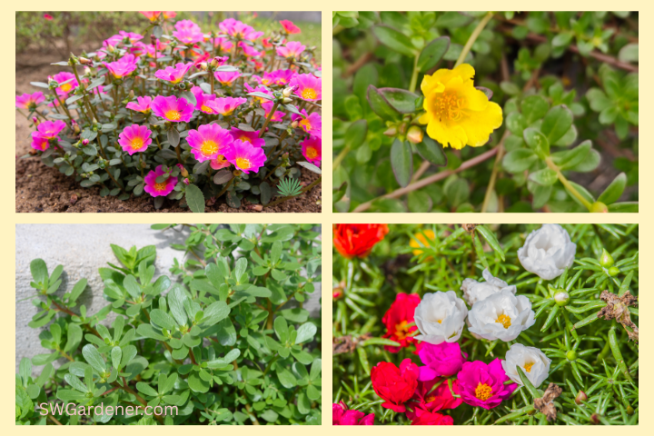 purslane-portulaca-collage ornamental purslane, common purslane, moss roses