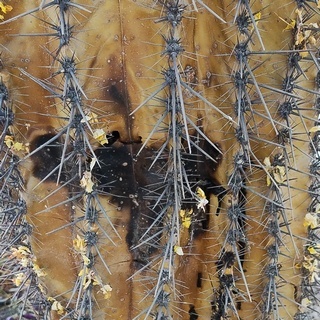 saguaro-bacterial-necrosis-sm bacterial necrosis on a saguaro