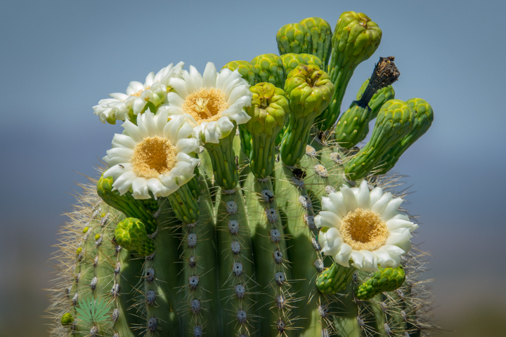 saguaro flowers