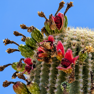 saguaro fruits