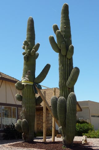 fat overwatered saguaro cactus