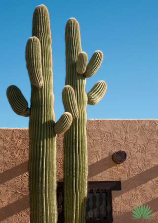 two saguaros