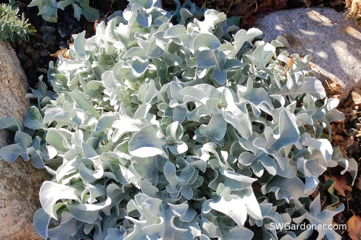 silver swirl dusty miller