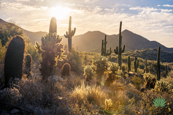 sonoran desert sunrise