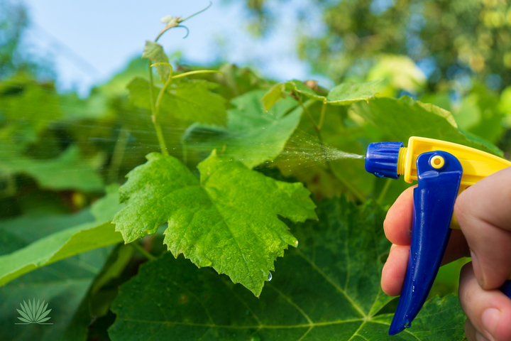spraying-vine spraying a vine