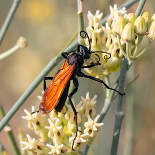 tarantula hawk wasp on desert milkweed