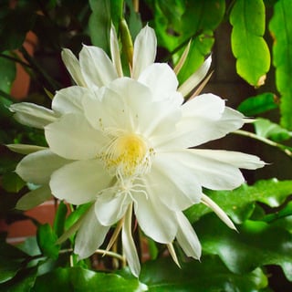 Epiphyllum oxypetalum queen of the night