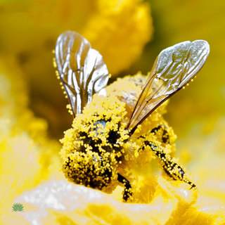 bee coated with pollen