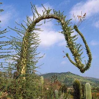 boojum-arched arched boojum tree