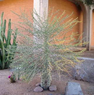 boojum-sm young boojum tree