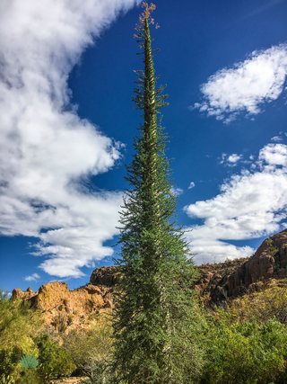 boojum-tree boojum tree