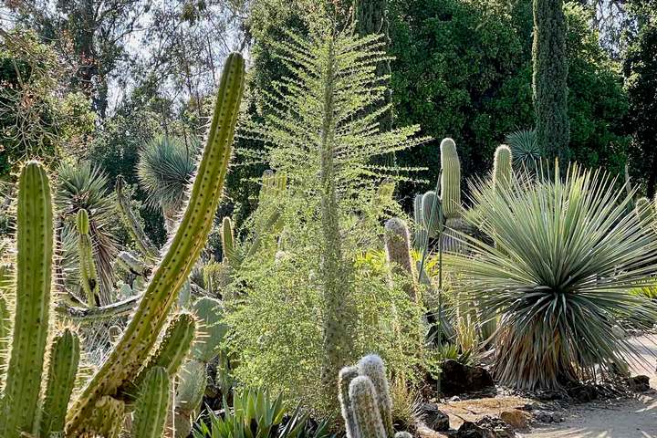 boojum boujum tree in a succulent garden