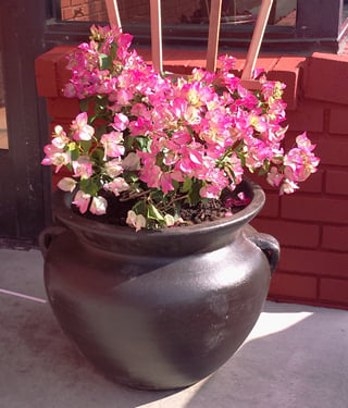 bougainvillea in a container