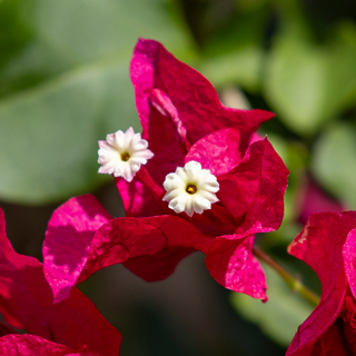 close up of bougainvillea flowers
