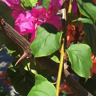 bougainvillea leaves and thorn
