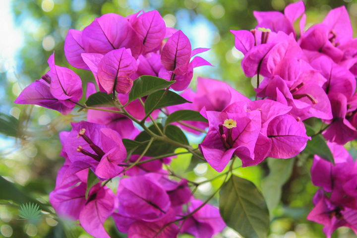 bougainvillea