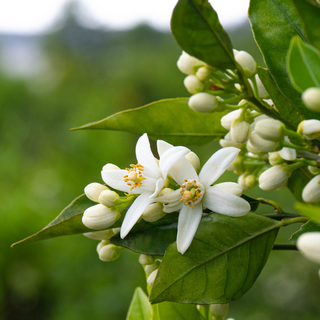 citrus flowers