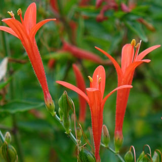 flame-acanthus-flowers flame acanthus flowers