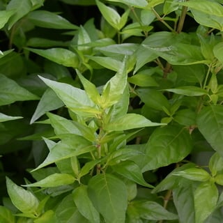 flame-acanthus-leaves flame acanthus foliage