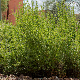 flame-acanthus-shrub flame acanthus