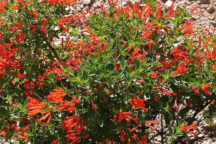 flame-acanthus flame acanthus