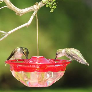 humming-bird-feeder hummingbird feeder