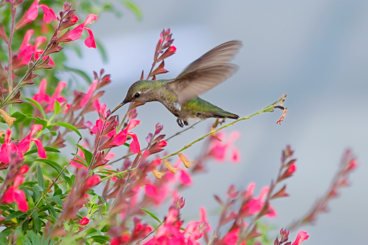 hummingbird-autumn-sage hummingbird and autumn sage