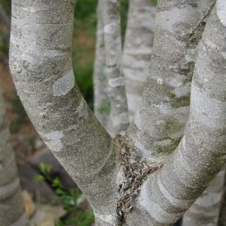 little leaf ash bark