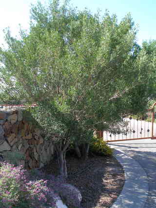 little leaf ash tree