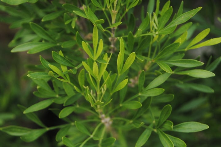 little leaf ash leaves