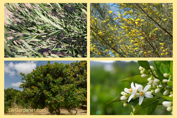 collage of low litter desert landscape trees