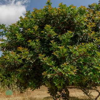 mastic tree