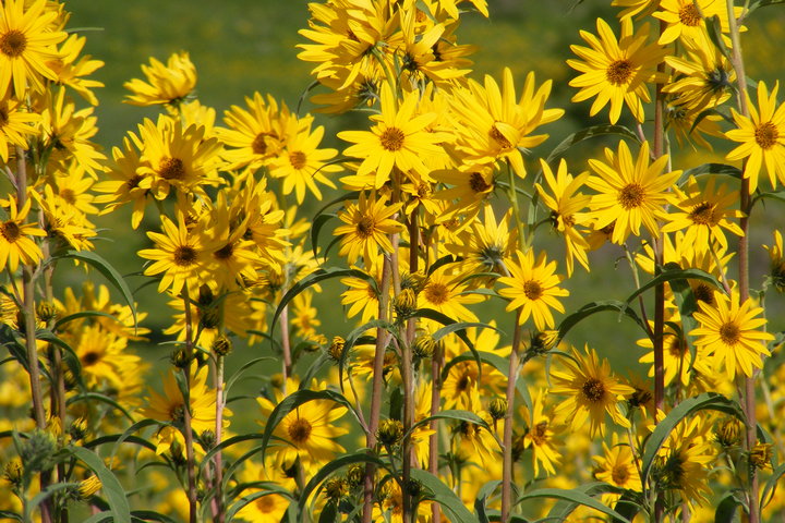 maximilian sunflowers