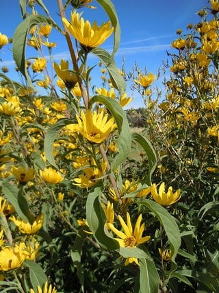 maximilian sunflower