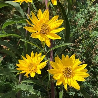 maximilian sunflowers