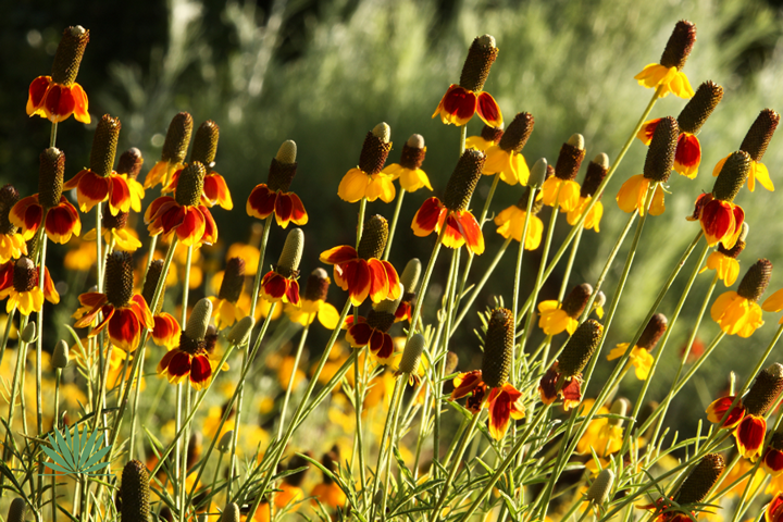 mexican hat flowers