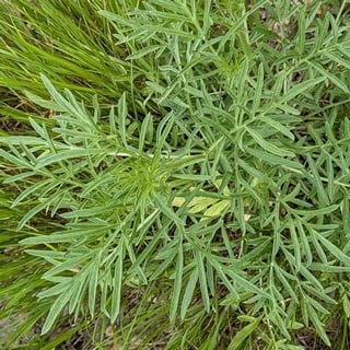 mexican hat foliage