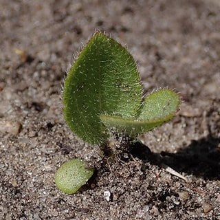 mexican hat seedling