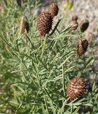 mexican head seeds