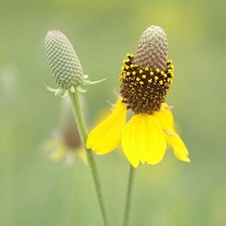 yellow mexican hat flower