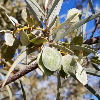 mulca seed pods