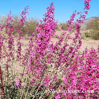 parry's penstemon