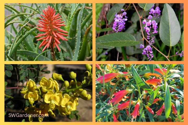 desert plants for winter color