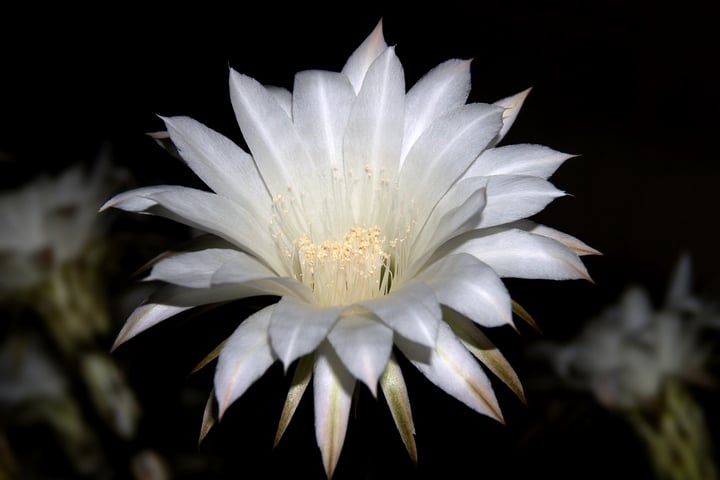 queen of the night flower