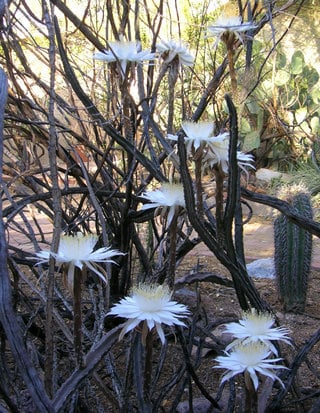 queen of the night flowers